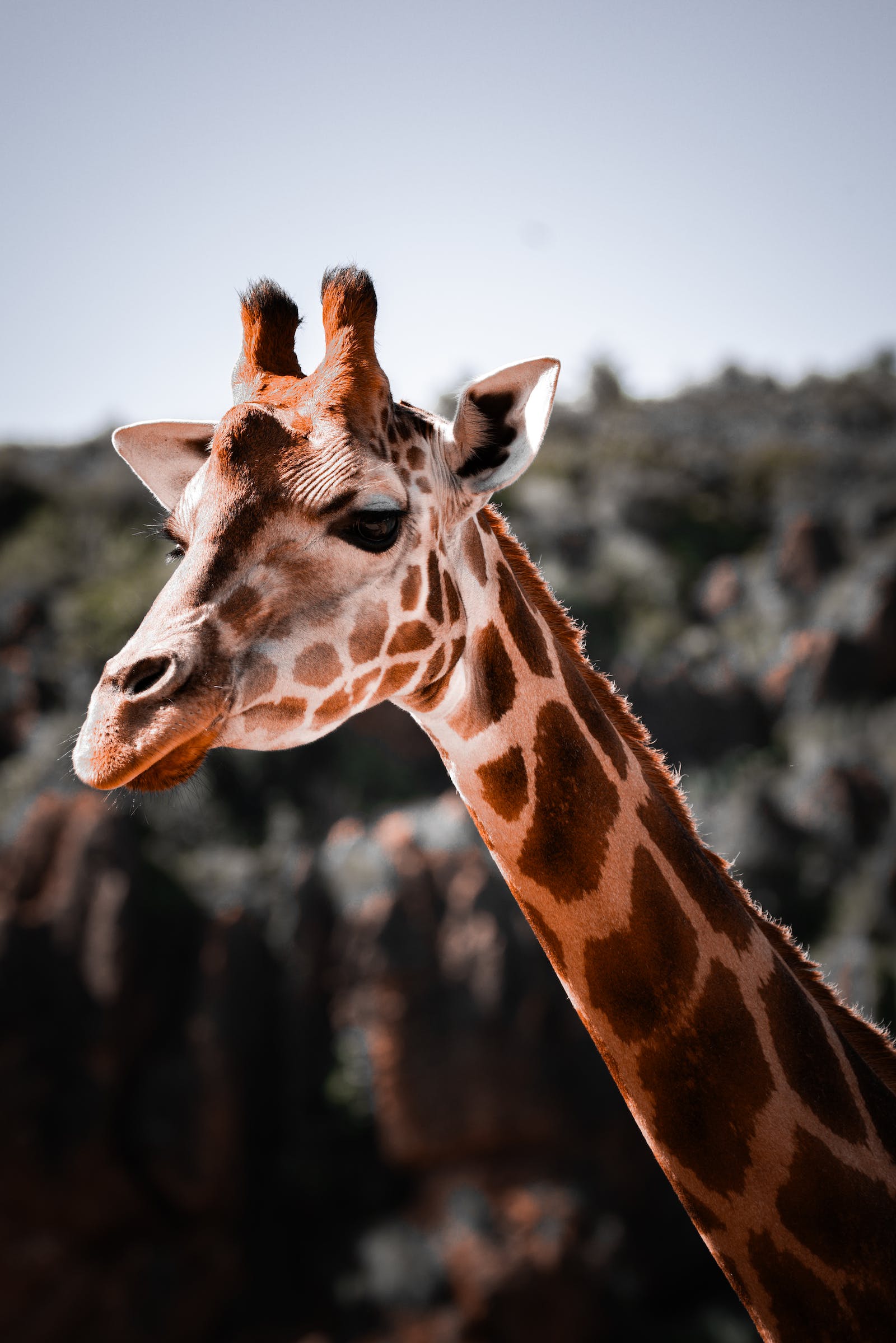 free-photo-of-head-of-giraffe